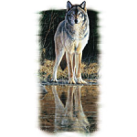 Wolf - A5918D